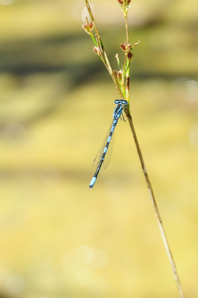 In un laghetto:  Coenagrion scitulum e Ischnura elegans